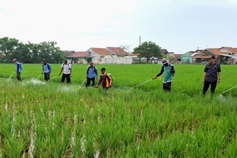 Hama penggerek batang padi serang ratusan hektare sawah di Karawang