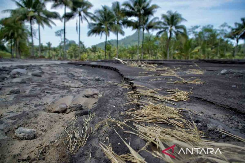 Sebanyak 91 hektar lahan pertanian tertimbun material banjir lahar hujan Semeru