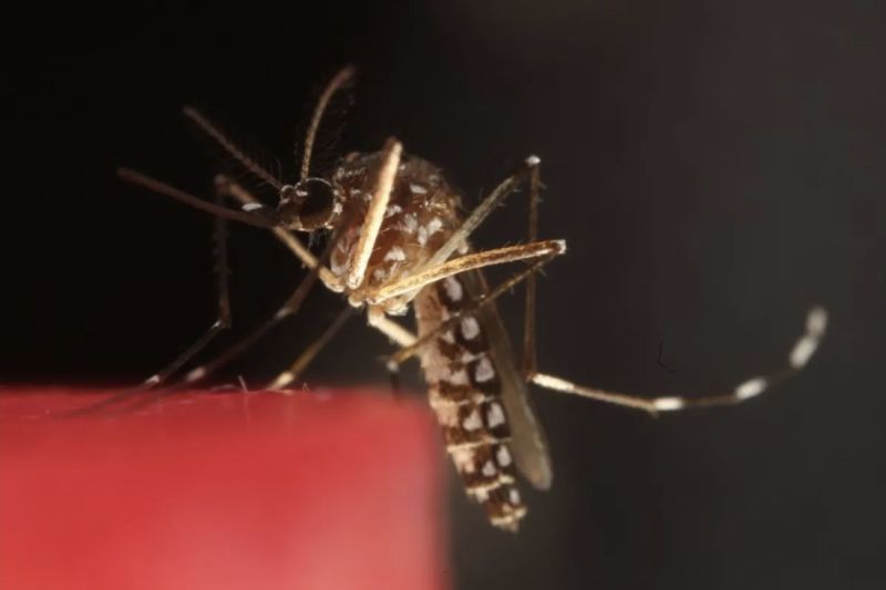 Kasus malaria turun tapi masih tertinggi kedua di Asia