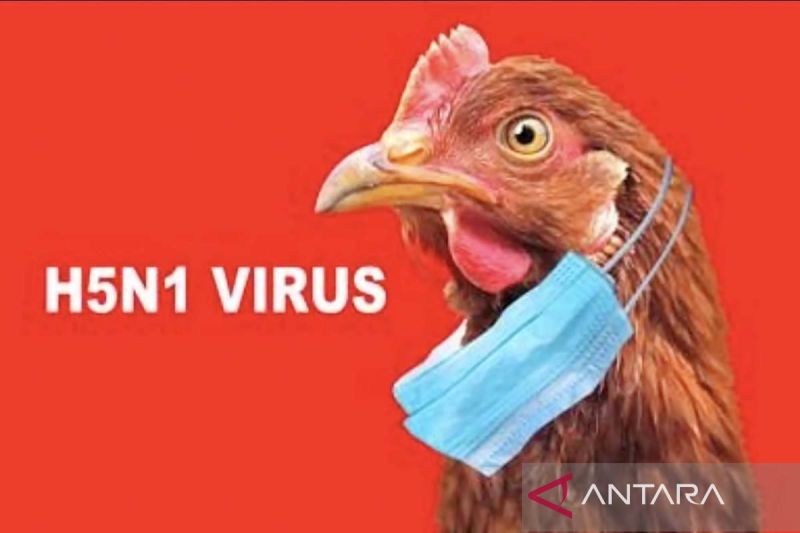 WHO umumkan orang pertama wafat di dunia karena jenis flu burung baru