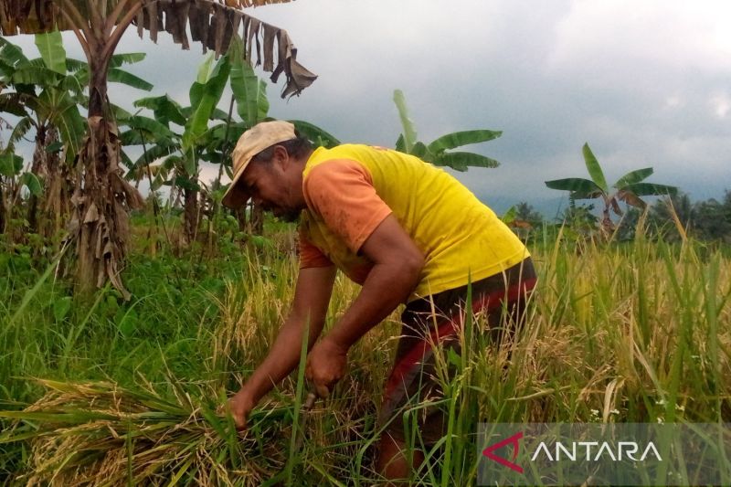 Produksi padi di Kuningan bertambah pada April 2024