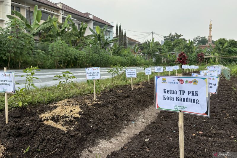 Pemkot Bandung tanam 16.000 bibit cabai untuk kendalikan inflasi