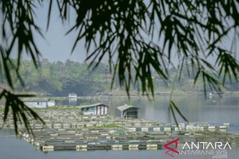 Purwakarta perkuat posisi daerah penghasil ikan air tawar di Jabar