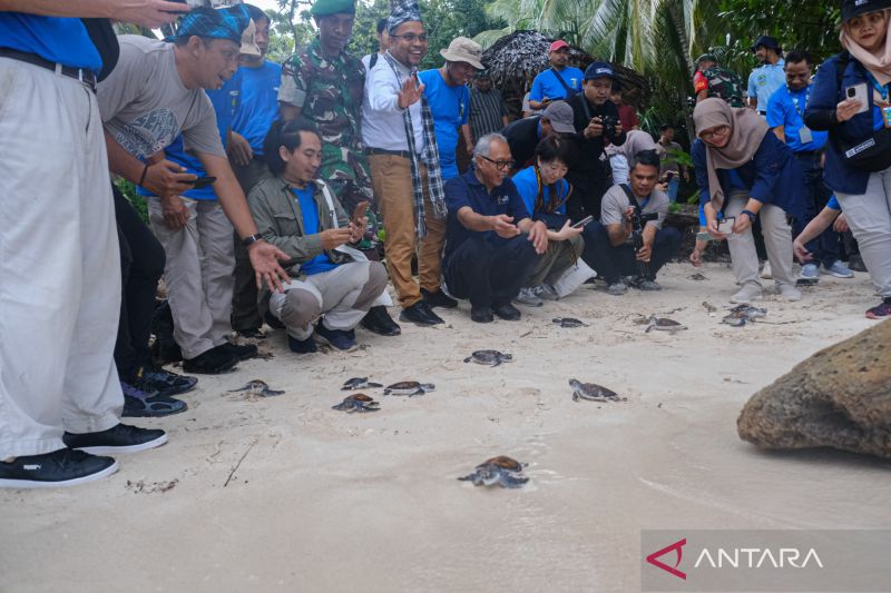 Pelepasliaran ratusan ekor tukik di Wakatobi