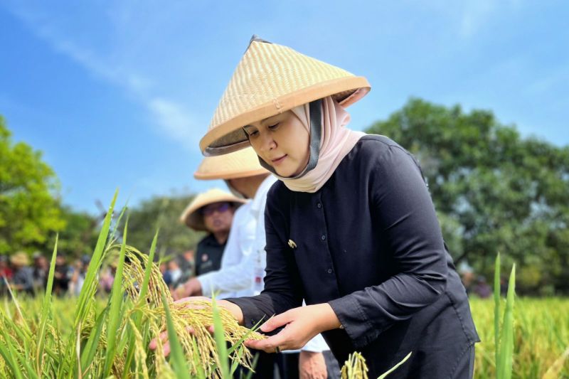 Pemkab Indramayu catat provitas padi mencapai 7,3 ton per hektare