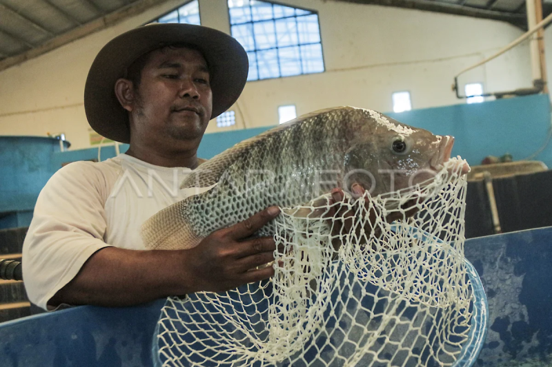 Upaya peningkatan produksi ikan nila nasional