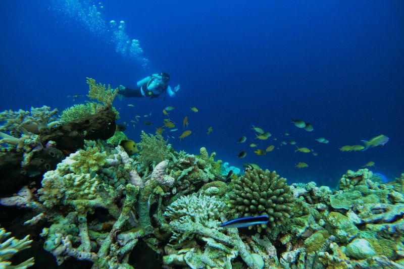 Menikmati keindahan bawah laut Tomia Wakatobi