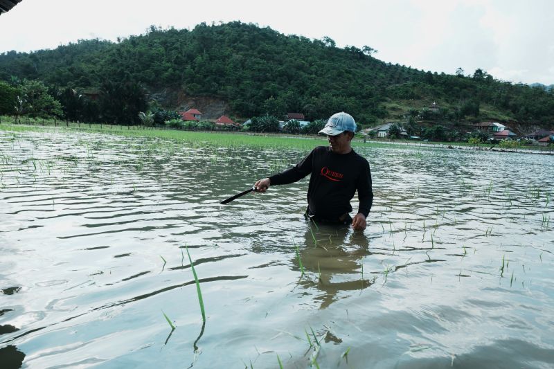 Ratusan hektare tanaman padi terendam banjir di Konawe Utara