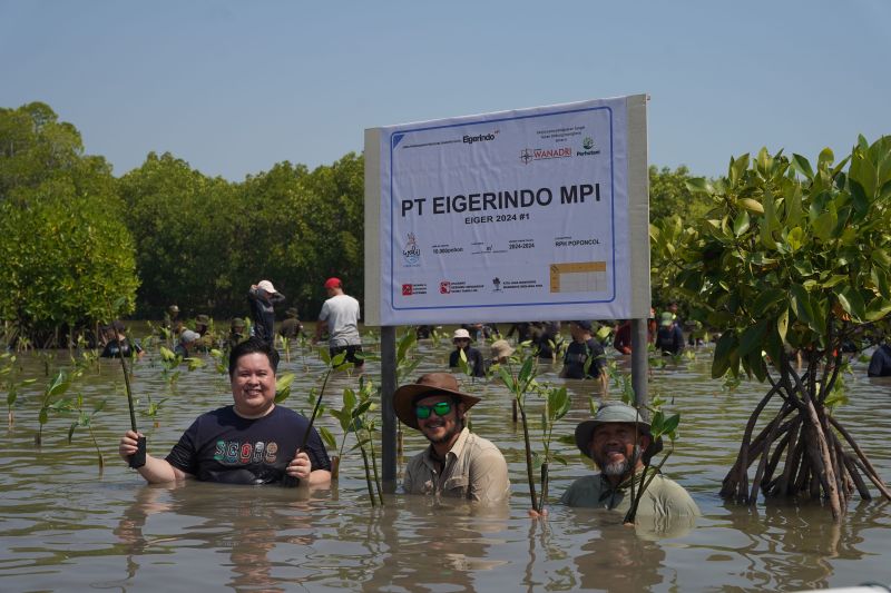 Eiger tanam 10.000 mangrove untuk selamatkan pesisir pantura Subang