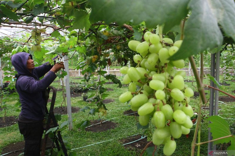 Kemenkes kerja sama dengan Kementan respons isu anggur Shine Muscat