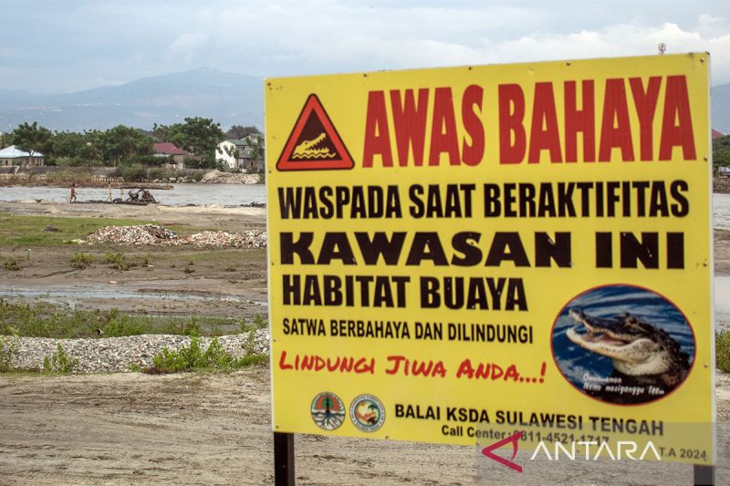 Pemasangan papan peringatan bahaya buaya di Sungai palu