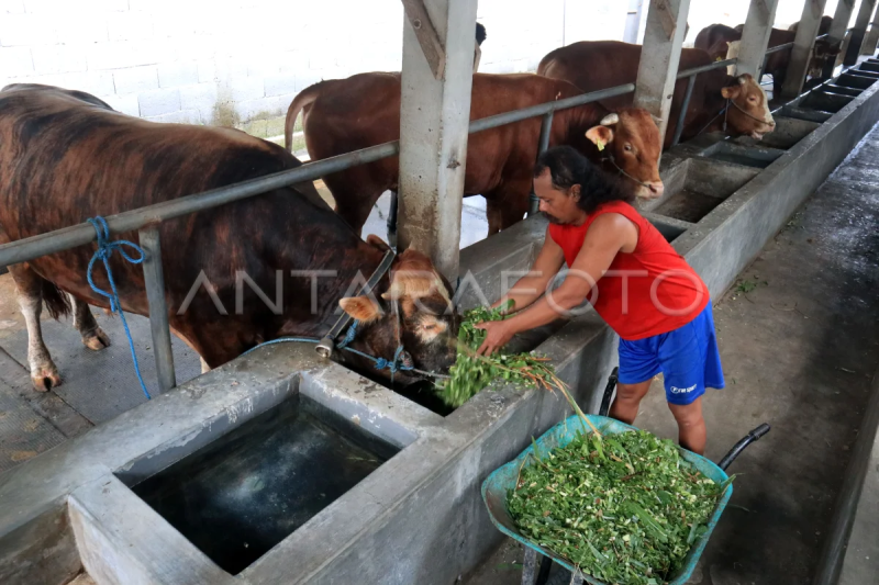 Ancaman wabah PMK di Jombang