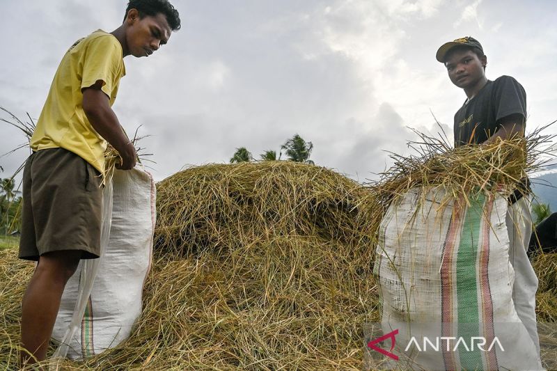 Pemanfaatan limbah jerami padi untuk pakan ternak