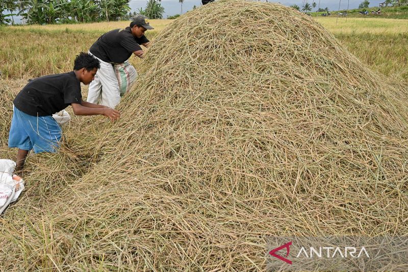 Pemanfaatan limbah jerami padi untuk pakan ternak