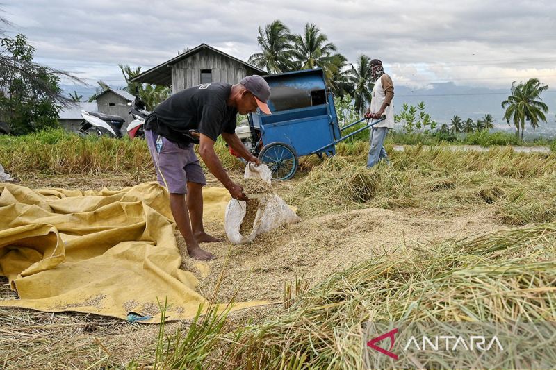 Serapan gabah dan beras petani