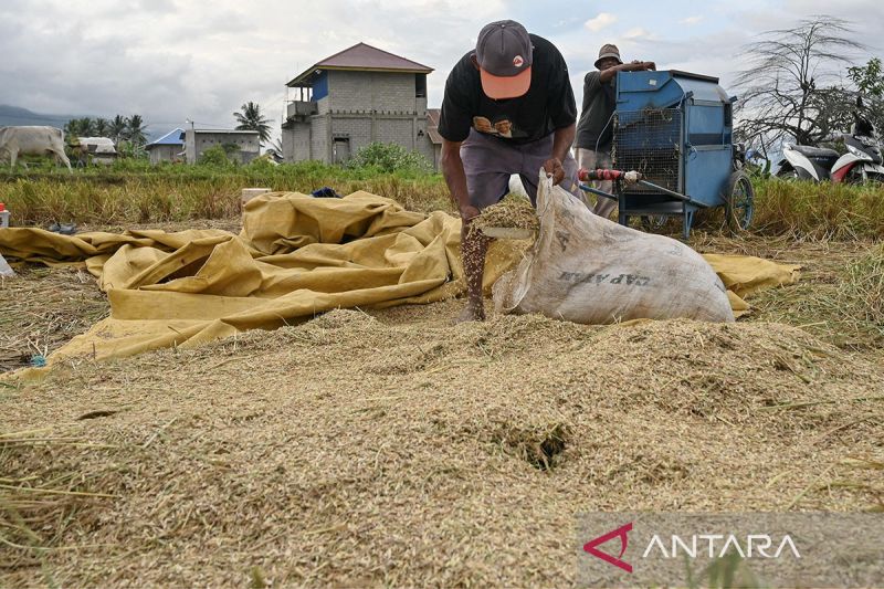 Serapan gabah dan beras petani