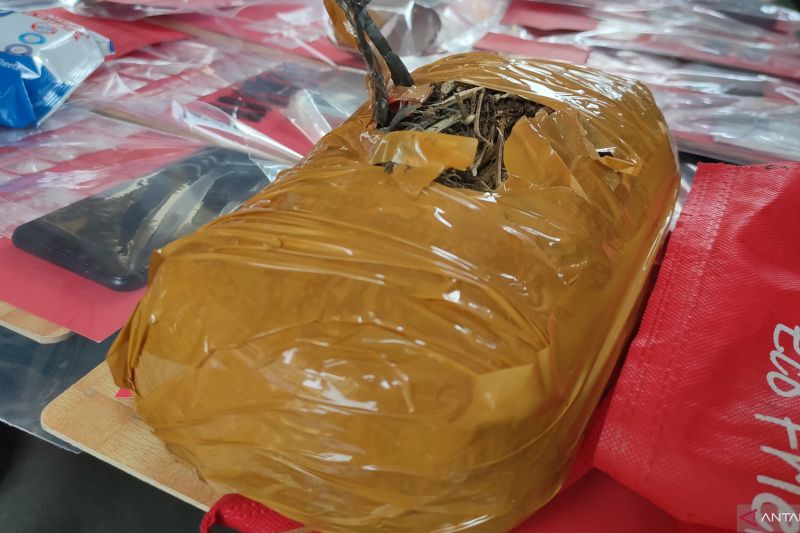 Polres Cianjur amankan paket ganja 1 kg dari kebun warga