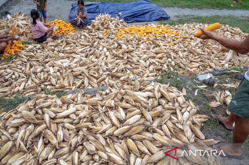 Harga jagung capai titik terendah di Sigi