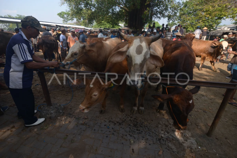 Harga sapi naik di Klaten