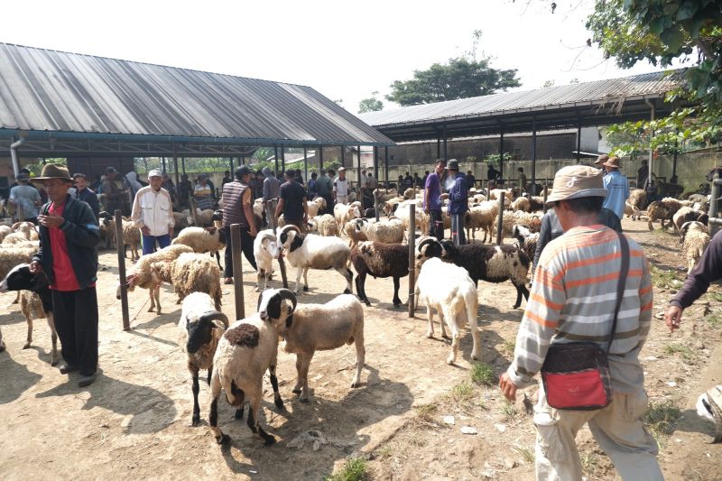 Pemkab Garut catat 25.298 hewan kurban tersedia untuk Idul Adha 1445 H