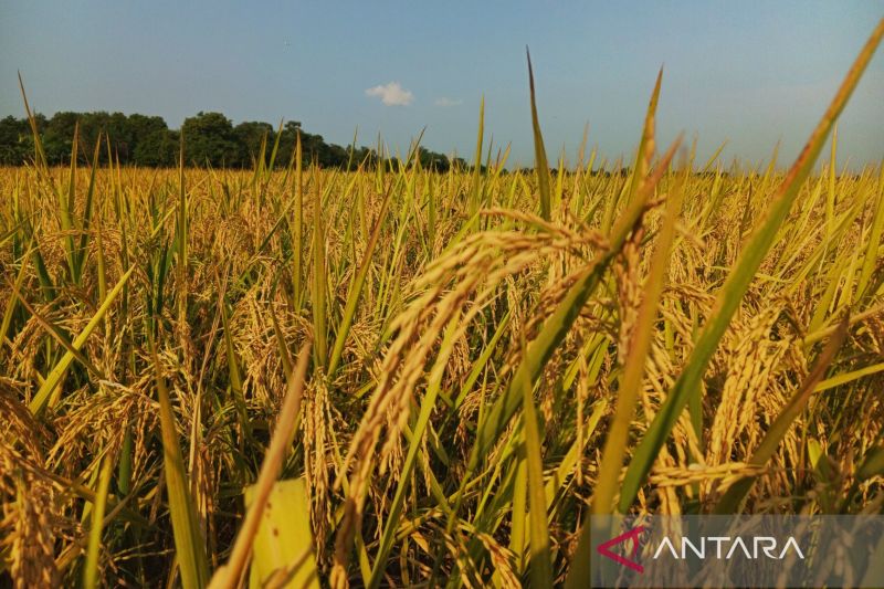 Bulog Indramayu serap panen petani  26 ribu ton setara beras