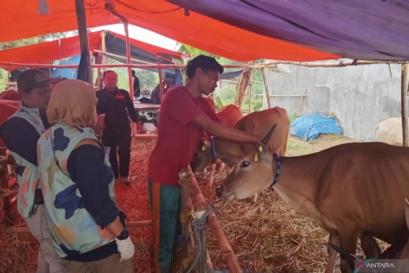 Pemkot Bandung menyiapkan 20.000 kalung sehat untuk hewan kurban