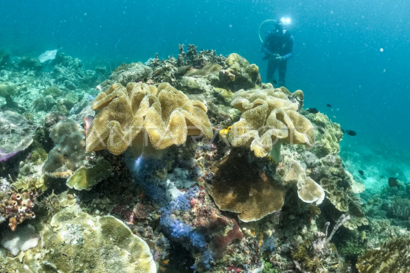 Konservasi terumbu karang di Raja Ampat