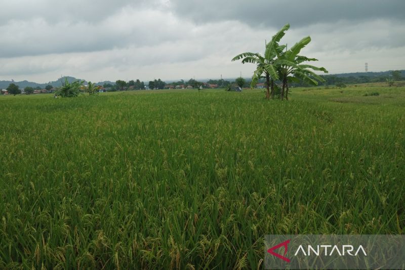 Kabupaten Cirebon tingkatkan IP padi di 1.600 hektaree sawah