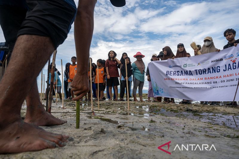 Lindungi pulau dengan tanam mangrove. 