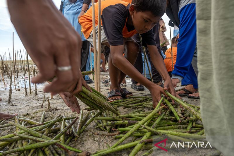 Lindungi pulau dengan tanam mangrove