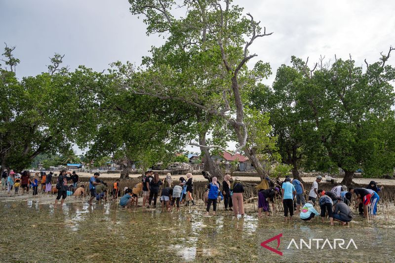 Lindungi pulau dengan tanam mangrove