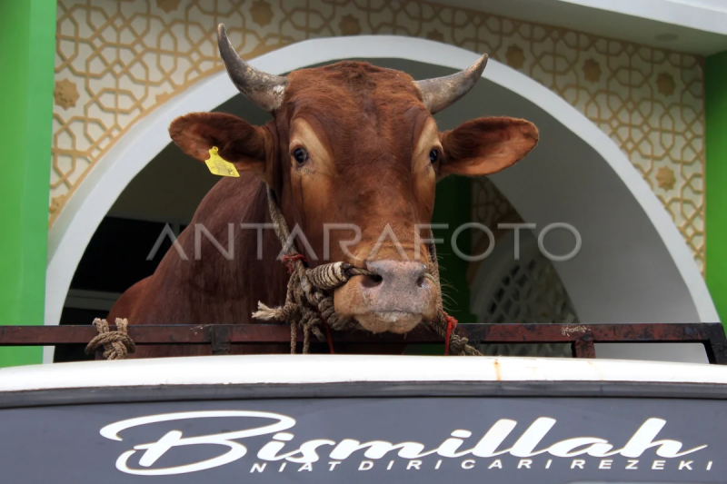 Penyerahan sapi bantuan Presiden di Pontianak