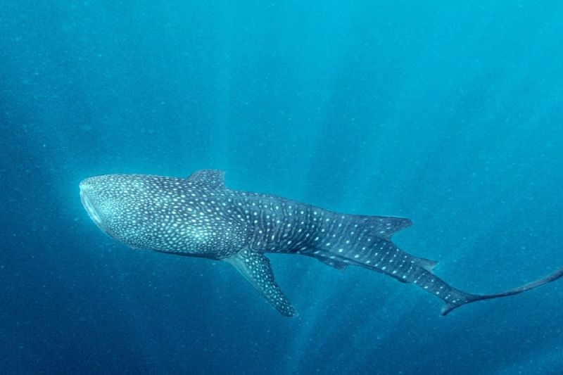 Pertamina-KLHK berhasil temukan individu hiu paus baru di Papua Tengah
