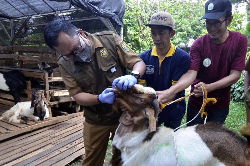 Pemeriksaan kesehatan hewan kurban di Bandar Lampung