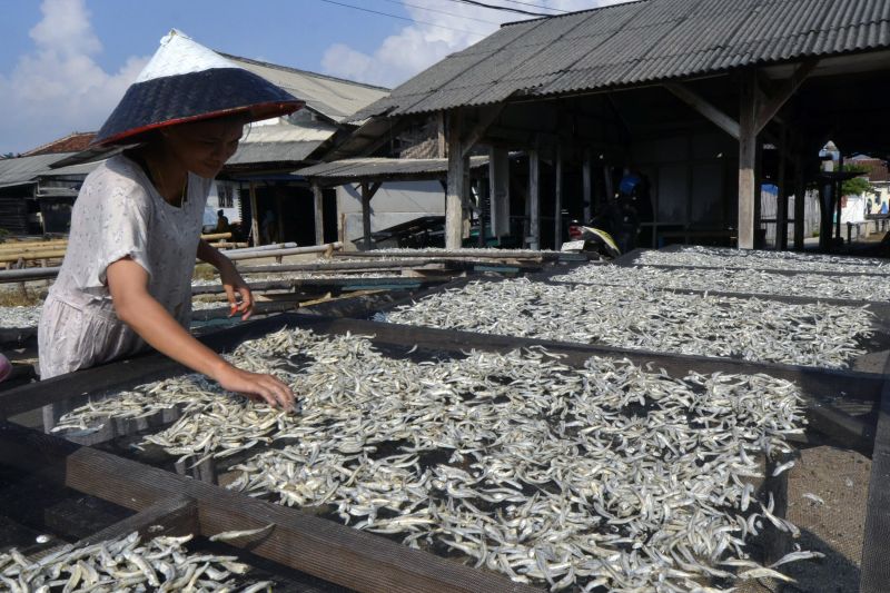 Produksi ikan teri di Pulau Pasaran