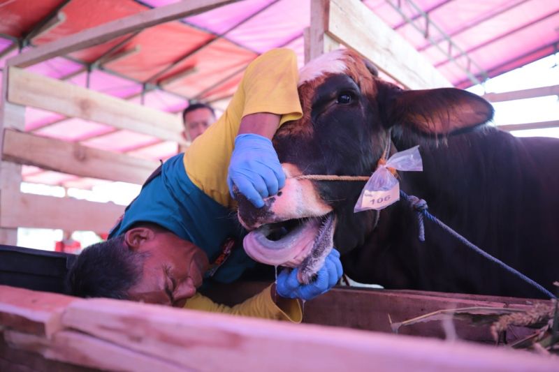 11.000 hewan kurban di Kota Bandung dalam kondisi sehat