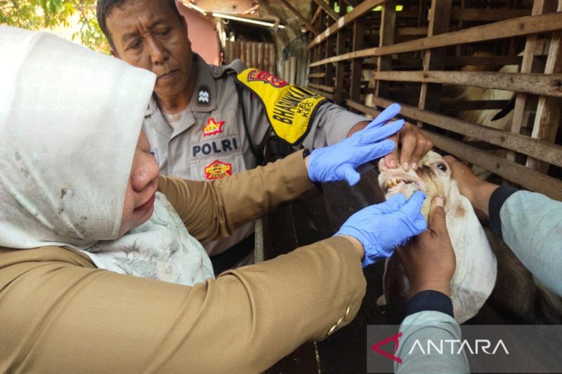 Kota Cirebon catat 2.905 ekor hewan kurban dalam kondisi sehat