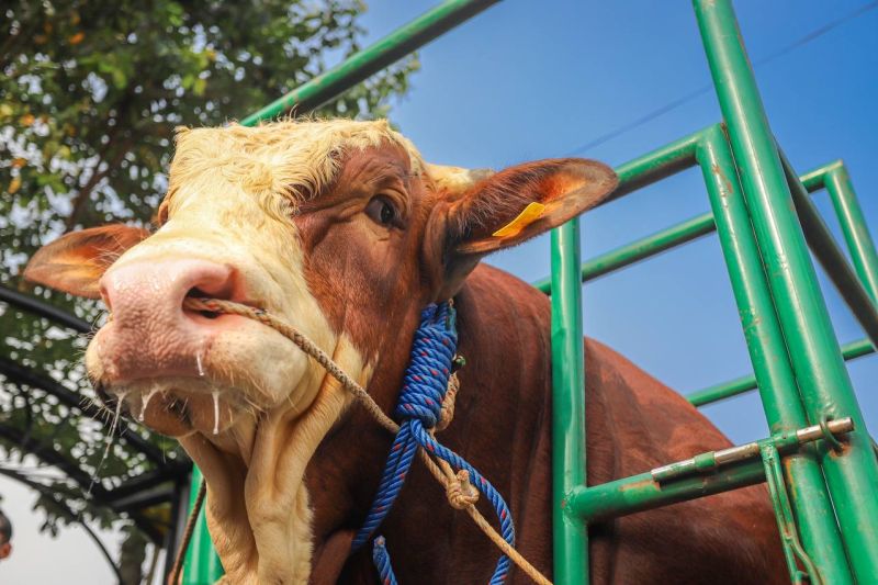 Jokowi beli 3 sapi milik warga Kota Bandung untuk kurban