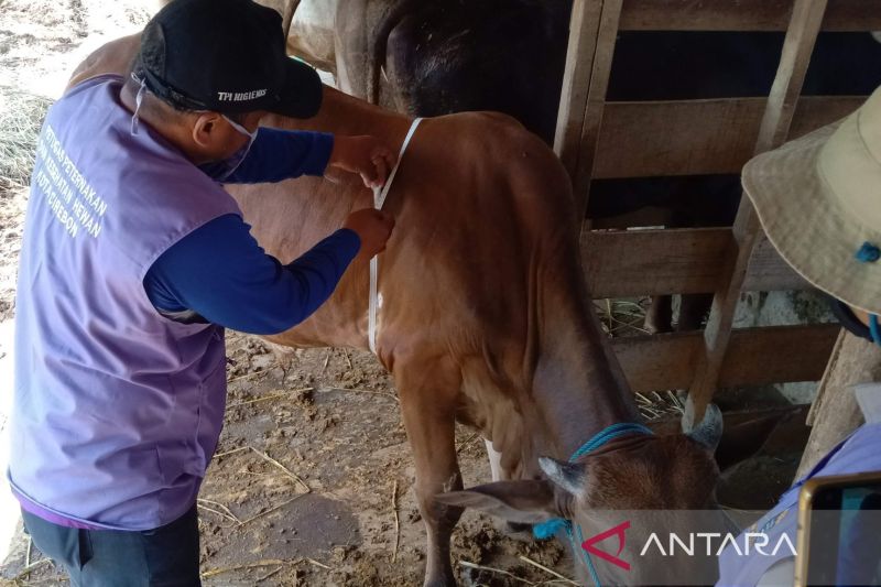 3.295 ekor hewan kurban untuk Idul Adha telah diperiksa Pemkot Cirebon