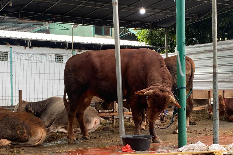 Gibran berkurban sapi jenis limosin di Masjid Al-Azhar Kebayoran Baru Jakarta