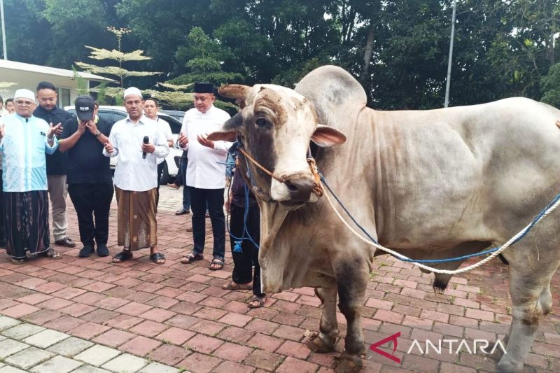 Ketua DPRD Kabupaten Bogor bagikan 48 sapi kurban dari Prabowo