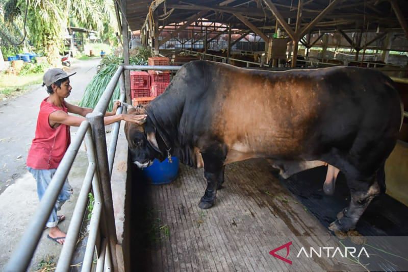 PP Muhammadiyah potong sapi kurban dari Presiden di RPH Cipulir