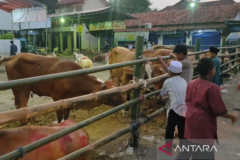 Warga Bodelor Cirebon pertahankan tradisi kurban massal meriahkan  Idul Adha