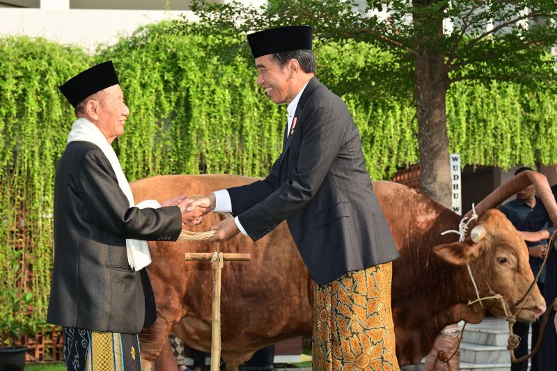 Presiden Jokowi serahkan sapi kurban berat 1,25 ton kepada Masjid Baiturrahman Semarang