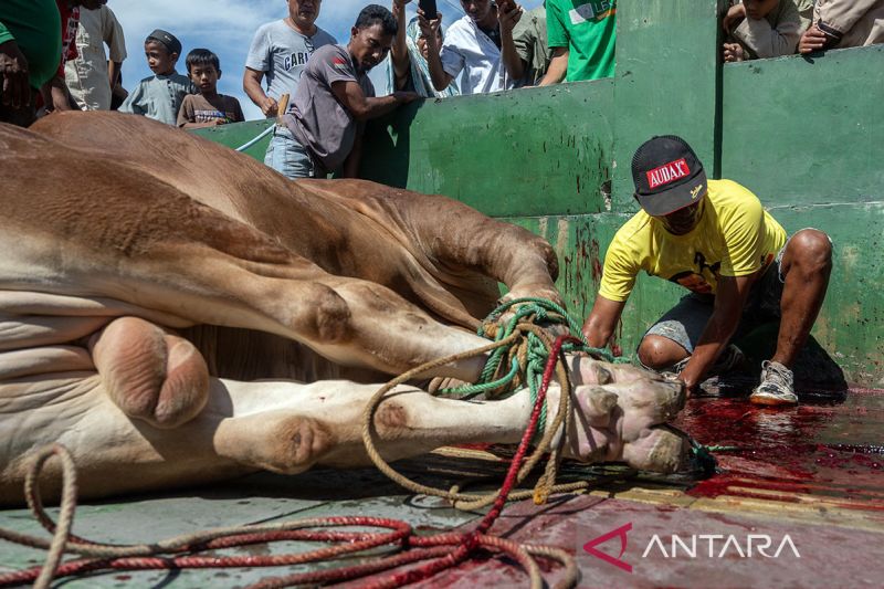 Penyembelihan sapi kurban bantuan presiden di Palu