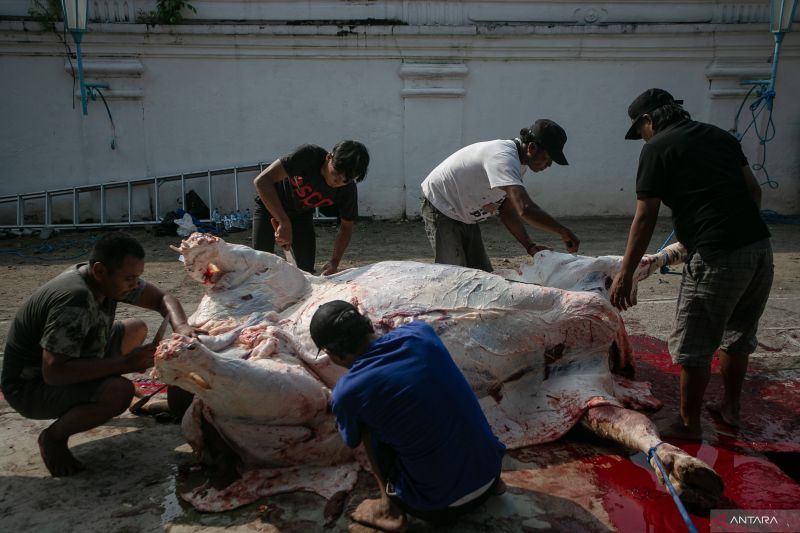 Ekonomi kemarin, penyaluran hewan kurban sampai proyek tanggul laut