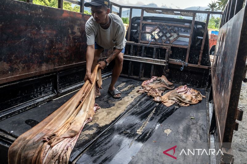 Penjualan kulit sapi hasil kurban