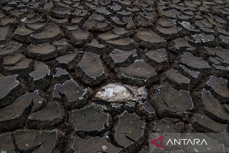 Telaah: El Nino datang, tanah mulai kehilangan air