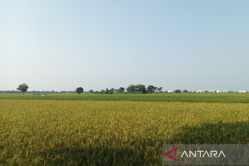 Pompanisasi di Indramayu jaga produktivitas sawah saat kemarau