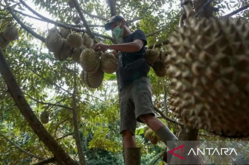 Purwakarta siapkan ratusan hektare lahan untuk kembangkan durian